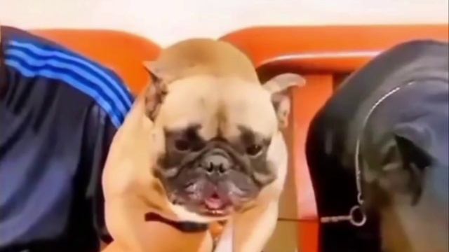 Правильная дрессировка. смотреть онлайн