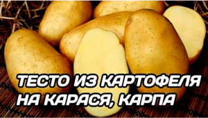 Тесто для рыбалки на карася. Тесто из обычной картошки на карпа, карася, сазана