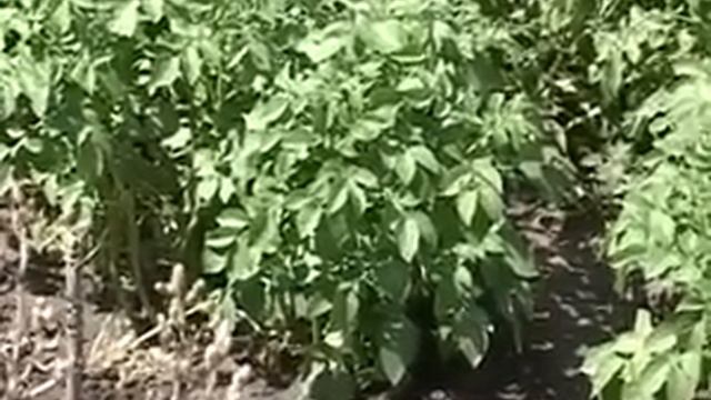 Солдатики нападают на капусту смотреть онлайн