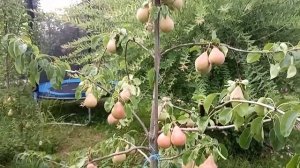 Груша Мария. Мраморная груша! Супер сорт украинской селекции.