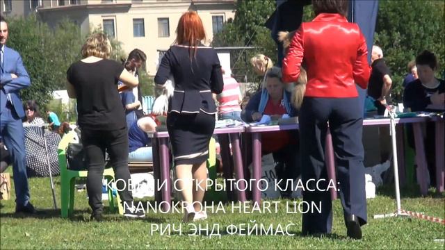 30.07.17г. моно чихуа "Кубок Асконы". ДШ смотреть онлайн