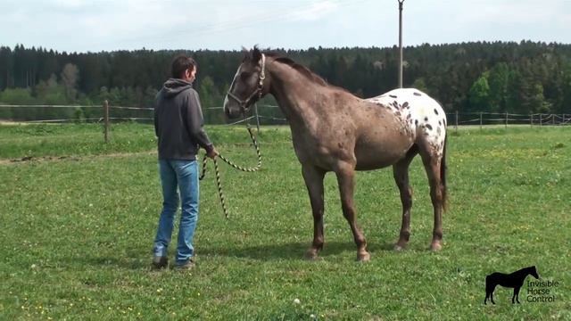 2 Things That Solve 90 Issues With Any Horse смотреть онлайн