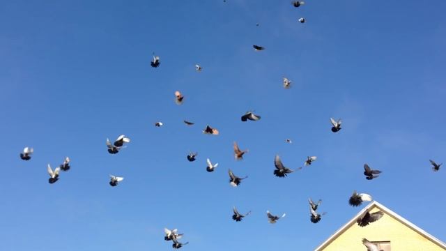 Николаевские голуби,Ставропольский край смотреть онлайн