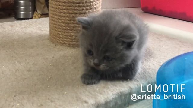 Британский котенок. Малыш 1 месяц смотреть онлайн