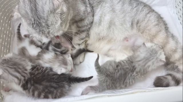 Кошка Мама и ее четыре мяукающих Котенка ? Открыли глазки Учаться ходить Переселяем в большой дом смотреть онлайн