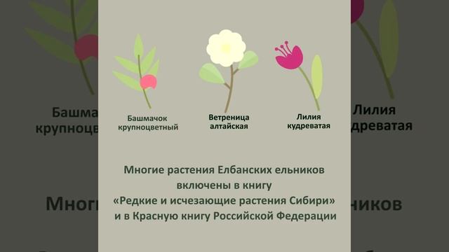 Достопримечательность на букву «Е» — Елбанские ельники, #алфавитНСО смотреть онлайн