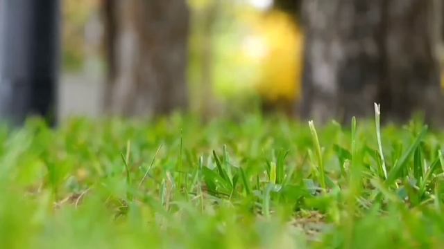 ПРОСИЛИ СЦЕНАРИЙ? ПИРАТСКАЯ ЖИЗНЬ. ОБЗОР.