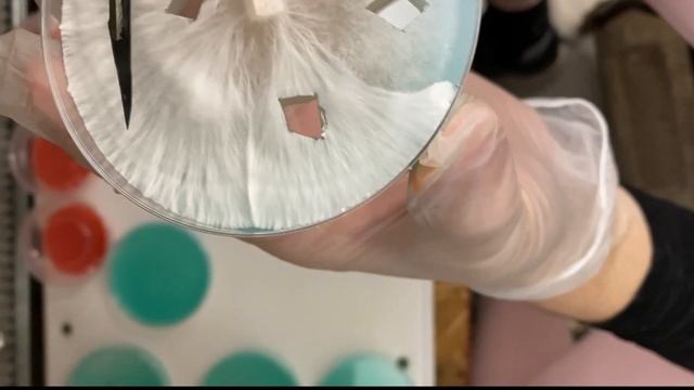 Agar transfers and time lapse to show the best place to take agar transfers from смотреть онлайн