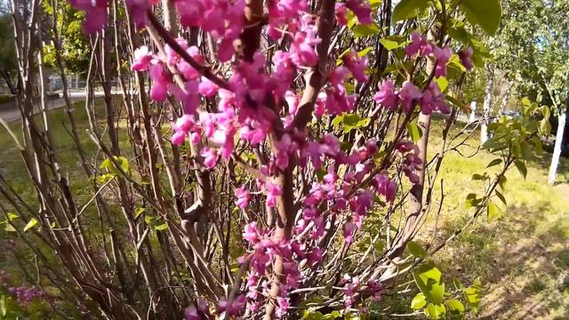 Кустарник с фиолетовым цветением / Shrub with purple flowering смотреть онлайн