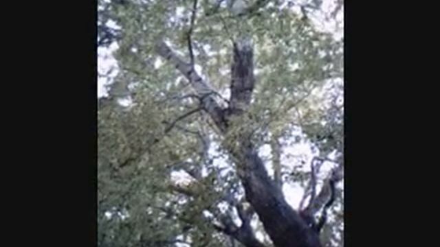 Populus alba G2 смотреть онлайн