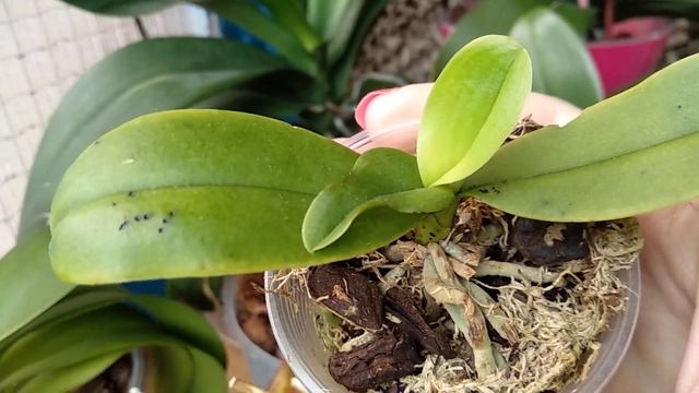 ПОСЛЕ ЭТОГО орхидеи СМОГУТ ЗАЦВЕСТИ! орхидеи БЕЗ ВРЕДИТЕЛЕЙ! листья ЛЕЗУТ! БАЗОВЫЙ полив! смотреть онлайн