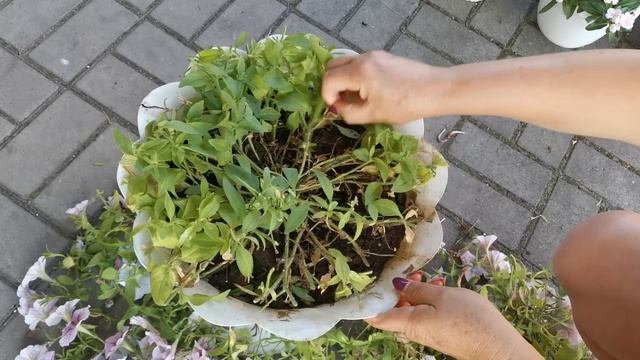 Летняя обрезка ампельной петунии