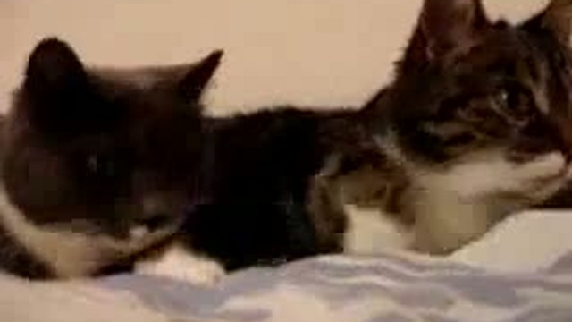 Забавные животные 22 смотреть онлайн