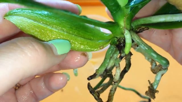 Пересадка орхидеи Сидерия Японика. Sedirea Japonica орхидея из Азии, куплена в группе JennyOrchids