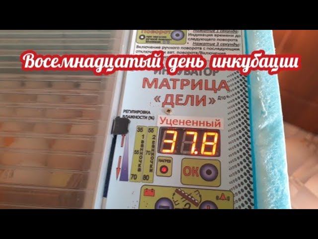 вечер восемнадцатого дня инкубации... что я делаю?..... смотреть онлайн