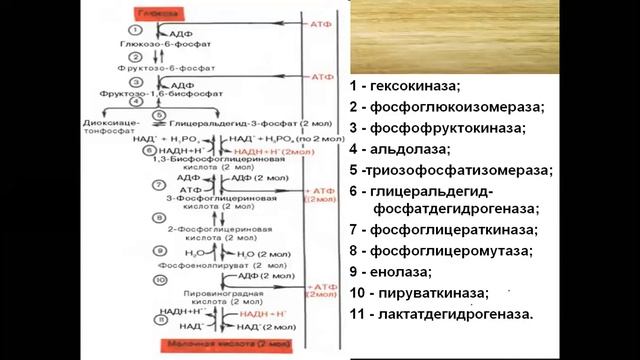 Обмен углеводов смотреть онлайн