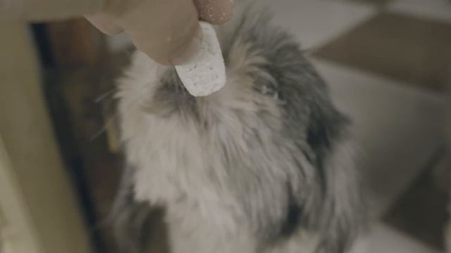 Everyday Dogs - Sony a6400 + Kit Lens 16-55mm Video Test Handheld смотреть онлайн