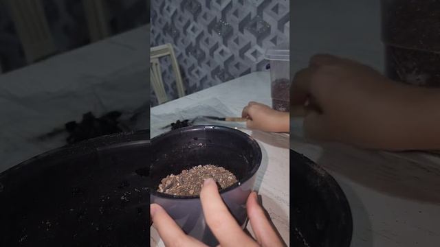 N⁰-132. СПАТИФИЛУМ АЁЛ БАХТИ ГУЛИНИНГ (ЖЕМИНЫЙ) СОРТИНИ ПАРВАРИШИ... смотреть онлайн
