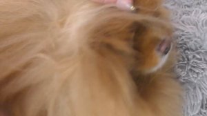 Это шпиц носил полгода! Мы в шоке! Ошейник от клещей для собак + лайфхак! Отзыв владельца шпица