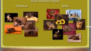 Запись экрана 09 09 2016 14 58 09