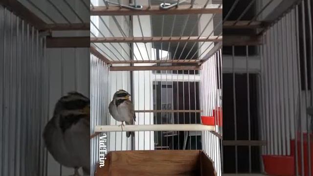 Желтогорлая овсянка,Emberiza elegans смотреть онлайн