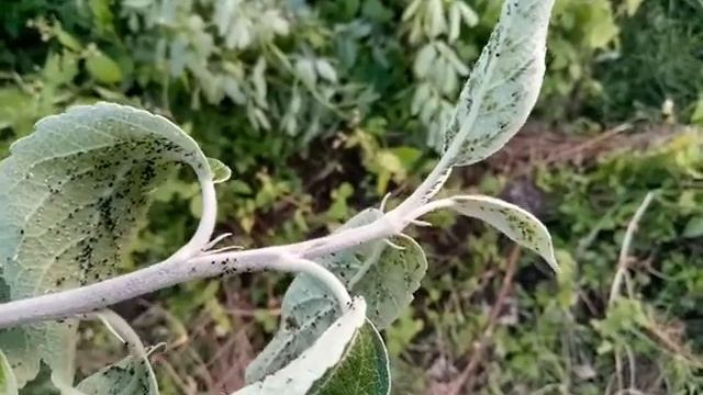 Защита яблони от тли смотреть онлайн