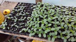 Ридомил Голд от вирусных и грибковых заболеваний для растений. Обработка огурцов в теплице 03.04.22