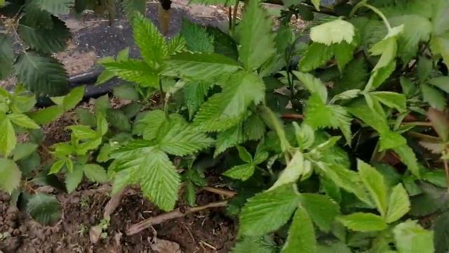 Ежевика Вошито ( Ouachita). смотреть онлайн