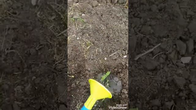 Влог. Наш обычный день. Готовлю борщ, сажаю подсолнух 🌻 смотреть онлайн