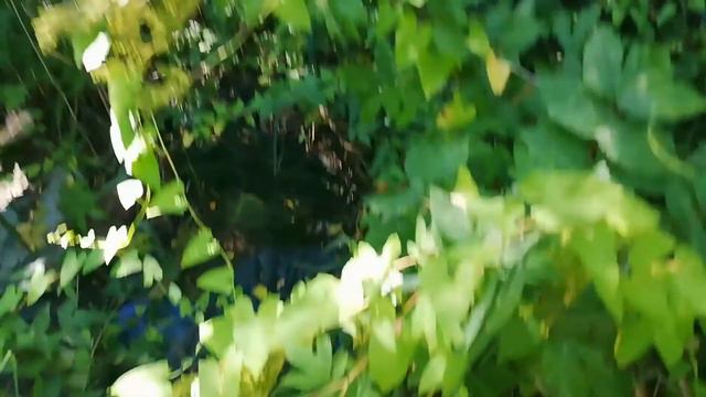 Посетили заброшенный дом. Ч.2 Забрались на жилой участок #3 смотреть онлайн