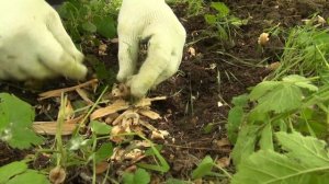 Лучший нож для выживания. "Витязь"