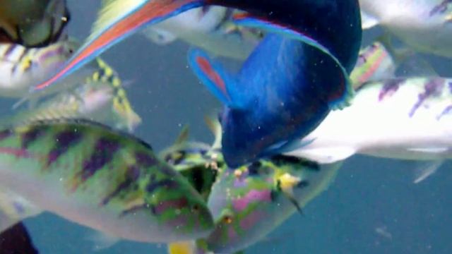 Остров Бали. Часть 2. Остров Ява. Bali island. Part 2. Java Island. смотреть онлайн