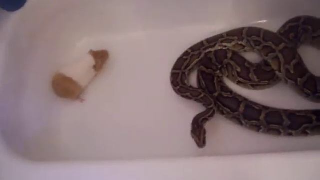 KAA eating смотреть онлайн