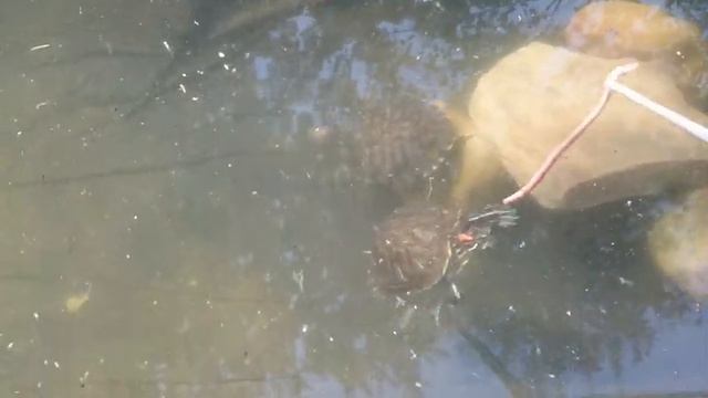 Красноухие черепахи на даче, новый водоем, кормление и развлечение. смотреть онлайн