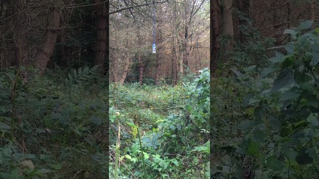 Target practice with the catapult смотреть онлайн