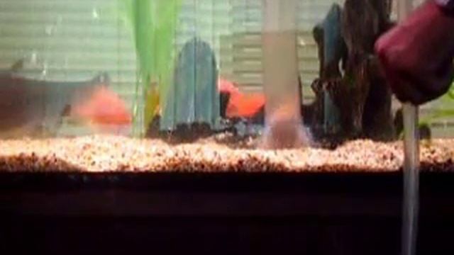 Обучение чистки аквариумного дна Сифоном смотреть онлайн