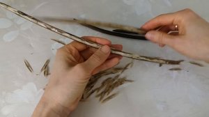 Как выглядят семена  катальпы