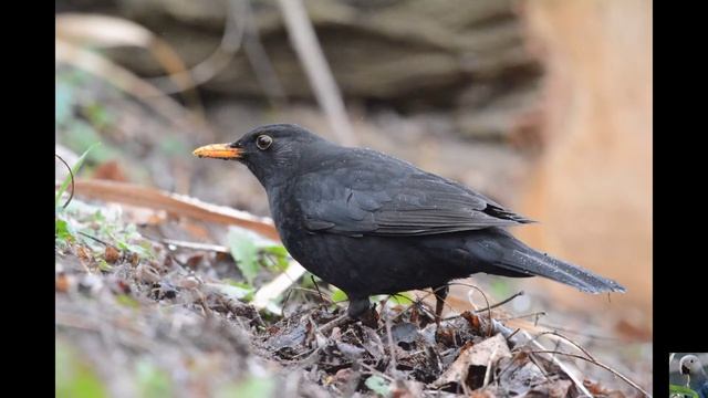 Голоса птиц : чёрный дрозд. смотреть онлайн