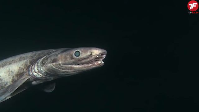 Посмотрите, Дайвер Снял на Камеру ТО, Что НИКТО НЕ ДОЛЖЕН был увидеть! ч.2 смотреть онлайн