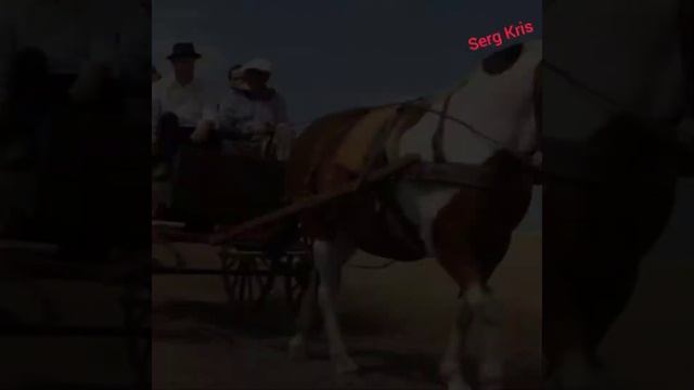 Две кобылки. смотреть онлайн