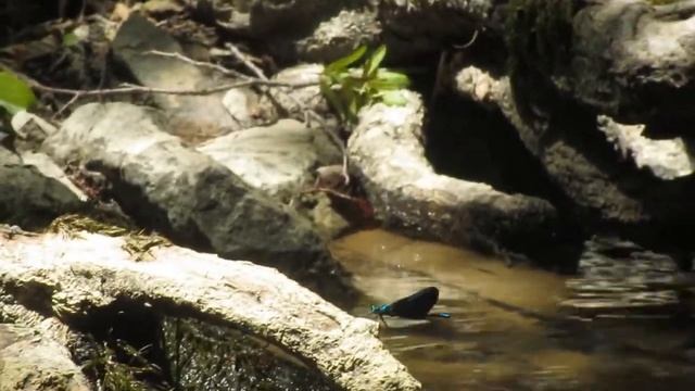 Beautiful Demoiselle | Стрекоза красотка-девушка (Calopteryx virgo) смотреть онлайн