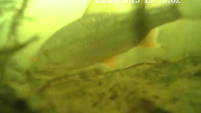 Отчёт о рыбалке 29 марта 2015 года на Рыбинском водохранилище смотреть онлайн