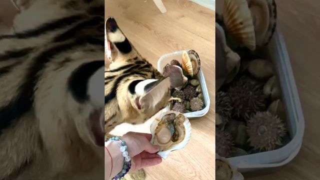 Сервал кушает морепродукты смотреть онлайн