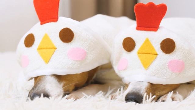BUY или DIY? | ПОВТОРЯЮ БАННЫЙ ХАЛАТ И ПОЛОТЕНЦЕ ДЛЯ СОБАК С AliExpress смотреть онлайн