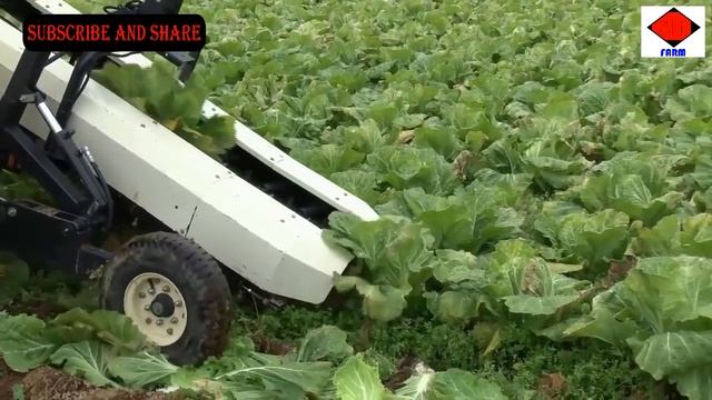 AWESOME CHINESE CABBAGE FARM | HARVEST - MODERN AGRICULTURE TECHNOLOGY смотреть онлайн