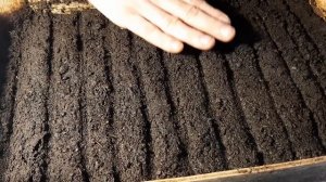 КАК ВЫРАСТИТЬ ВЕРБЕНУ ИЗ СЕМЯН 100% ВСХОЖЕСТЬ ВЕРБЕНЫ