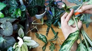 Аглаонемы размножение, омоложение