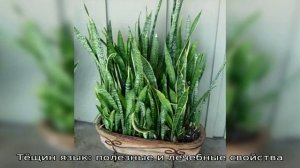 Тёщин язык цветок: полезные свойства, уход в домашних условиях, размножение, пересадка. Комнатный .