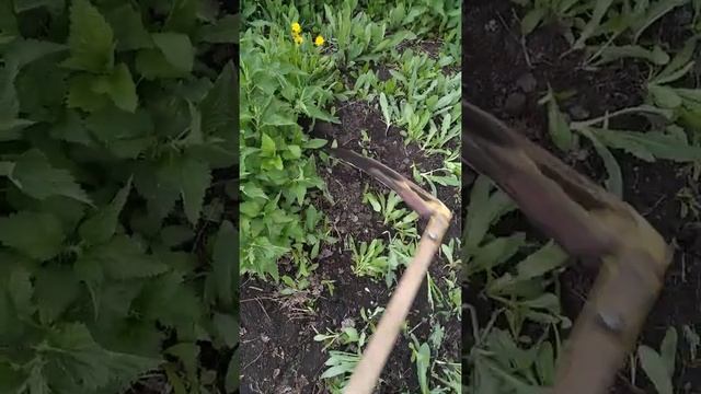 Удаление крапивы , прополка участка перед посадкой помидоров. смотреть онлайн