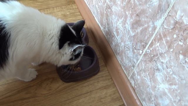 КИЛЬКА ОБЖАРЕННАЯ С ОВОЩАМИ ПО ВЕНГЕРСКИ,рыбзавод за родину! консервы килька с овощами смотреть онлайн